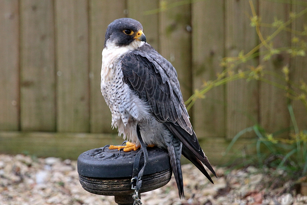 Peregrine Falcon