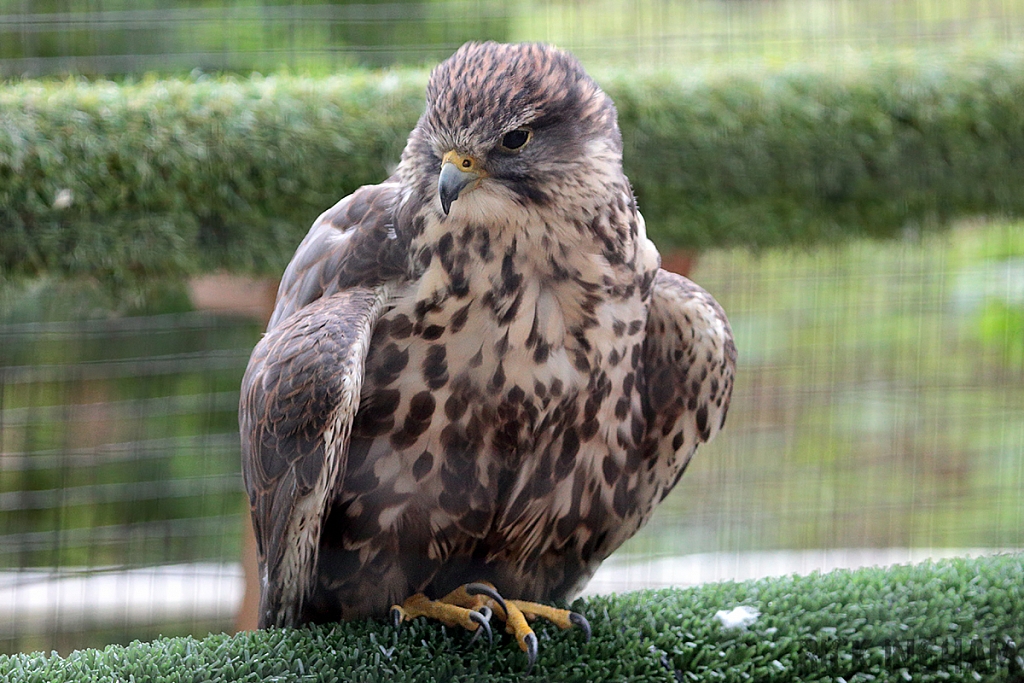 Saker Falcon