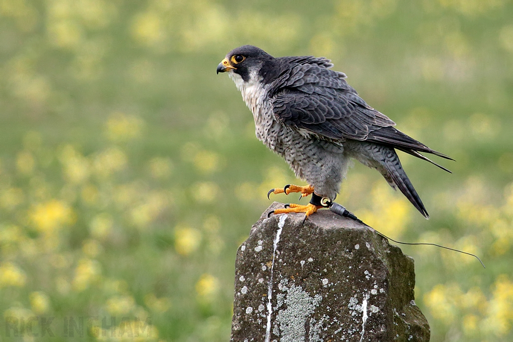 Peregrine Falcon