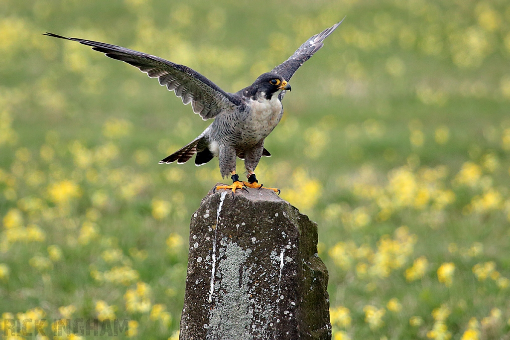Peregrine Falcon