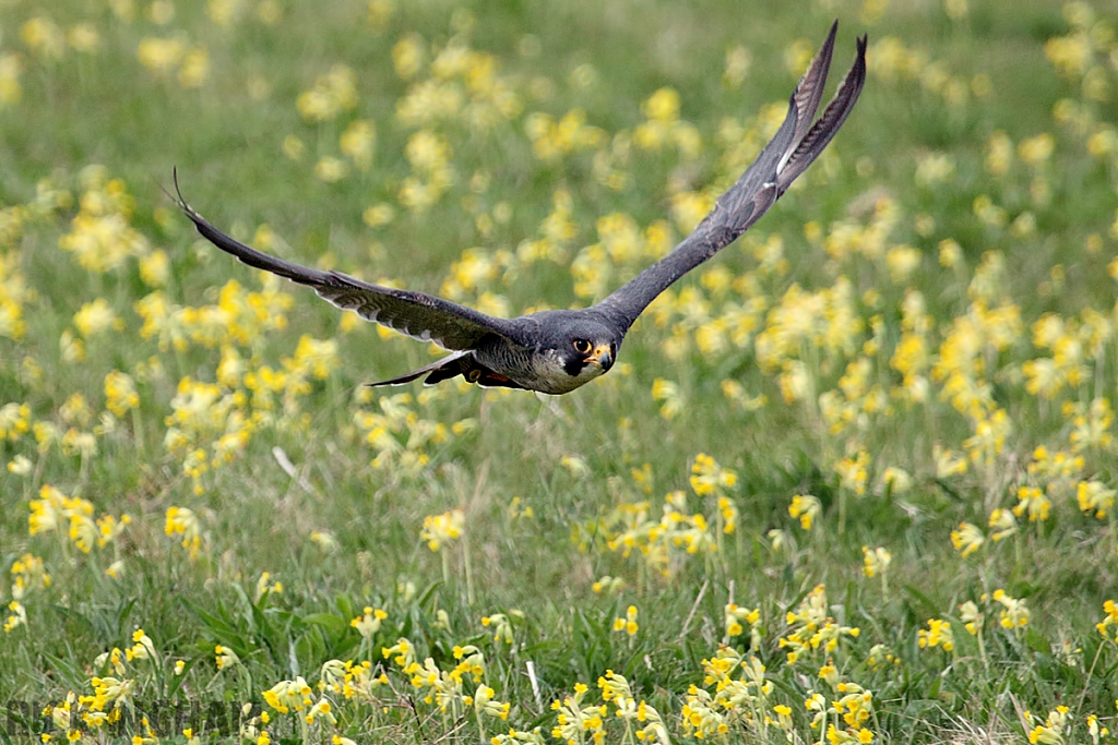 Peregrine Falcon
