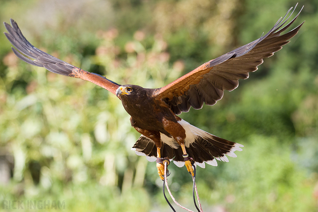 Harris Hawk