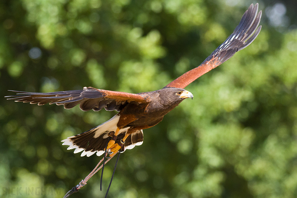 Harris Hawk