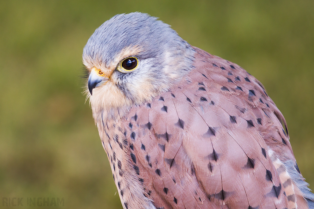 Common Kestrel