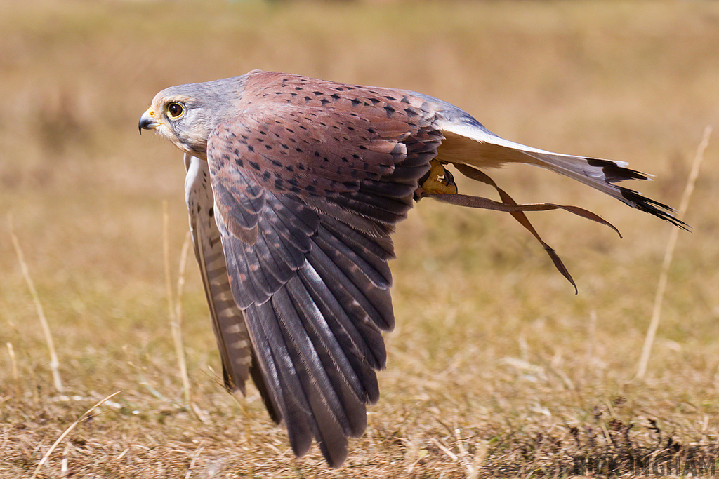 Common Kestrel