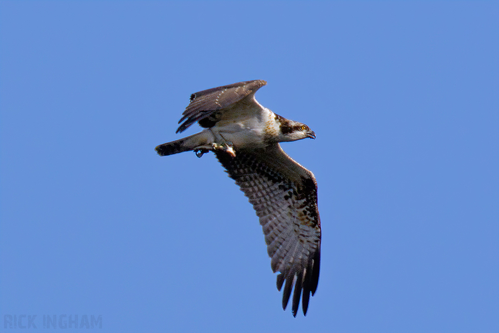 Osprey
