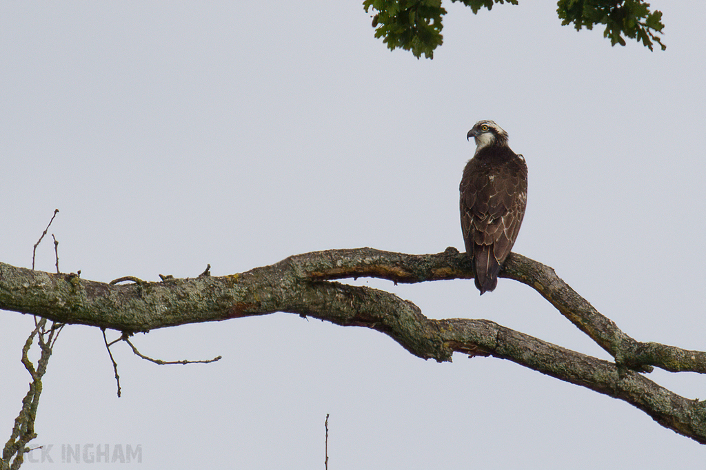 Osprey | Female