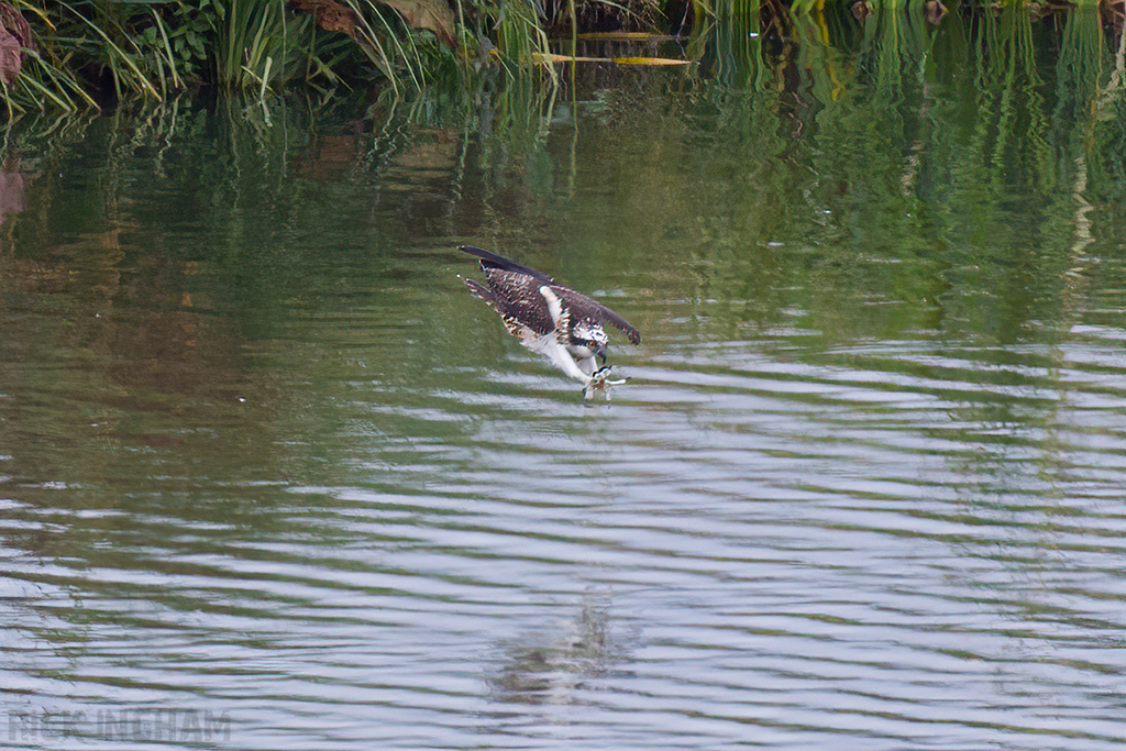 Osprey | Female