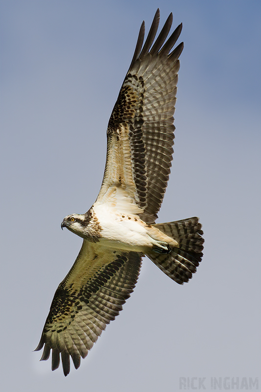 Osprey | Female