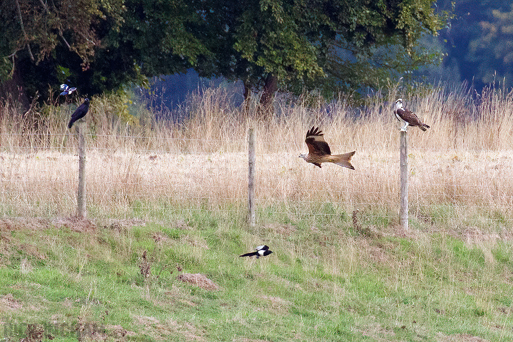Osprey with Red Kite, Magpies and a crow