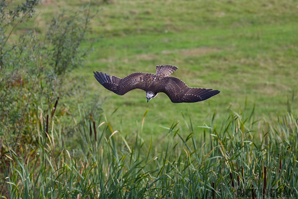 Osprey | Female