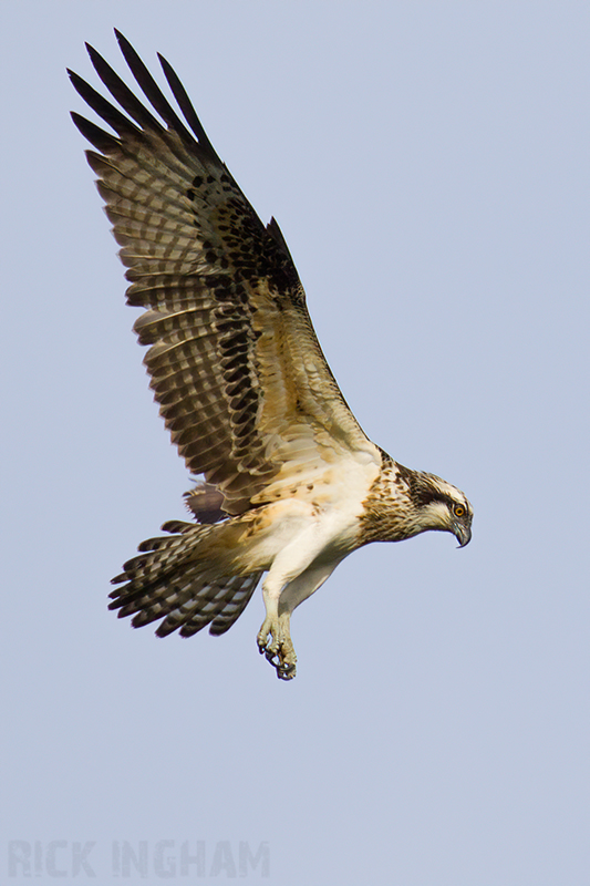 Osprey | Female