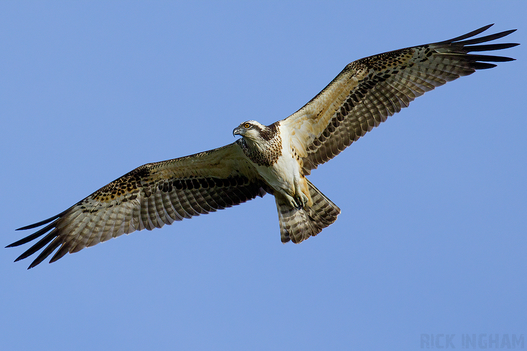 Osprey | Female