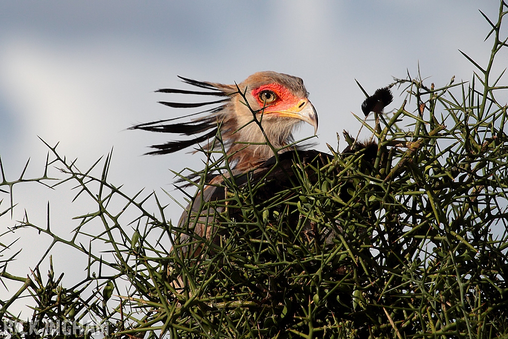 Secretary Bird