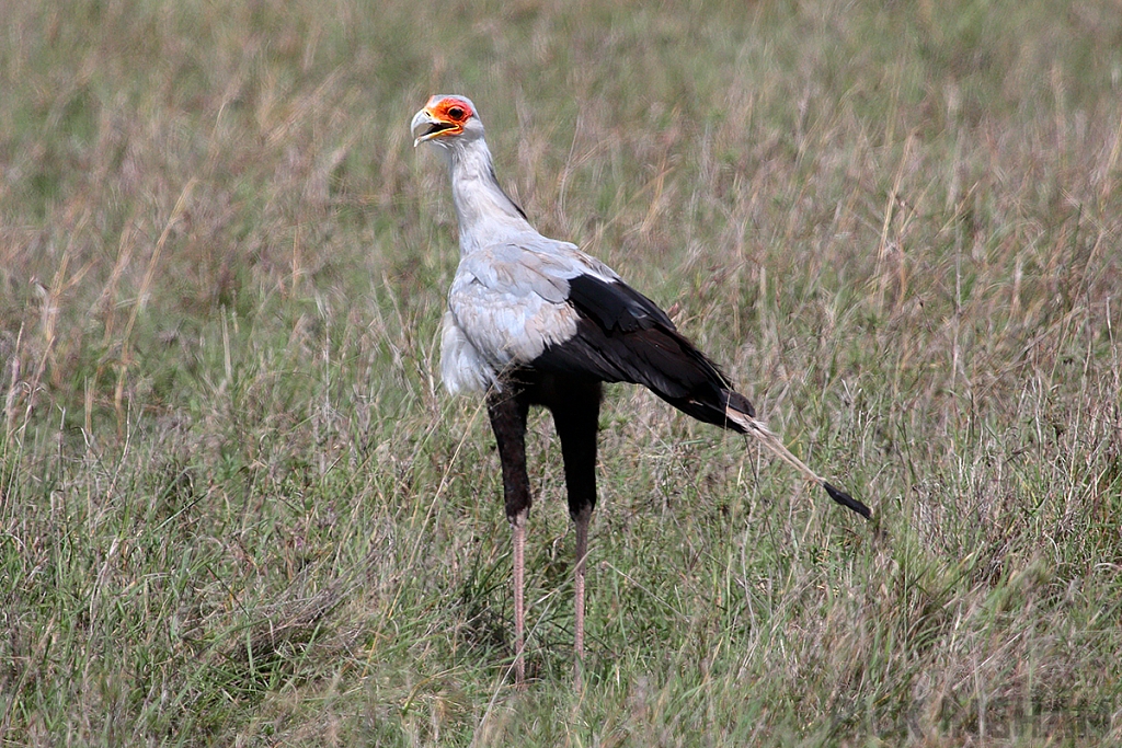 Secretary Bird
