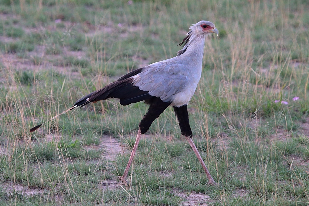 Secretary Bird