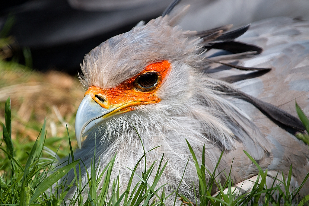 Secretary Bird