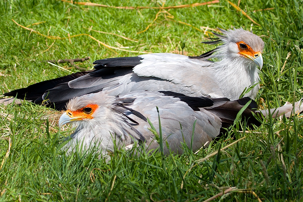 Secretary Bird