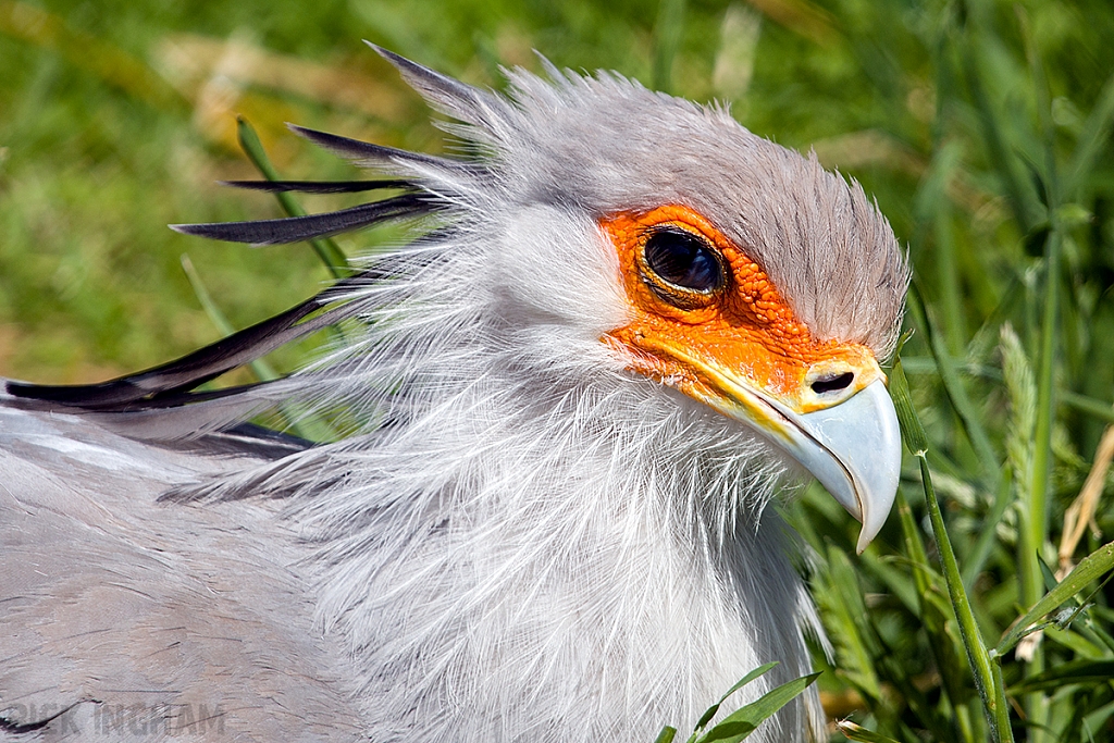 Secretary Bird