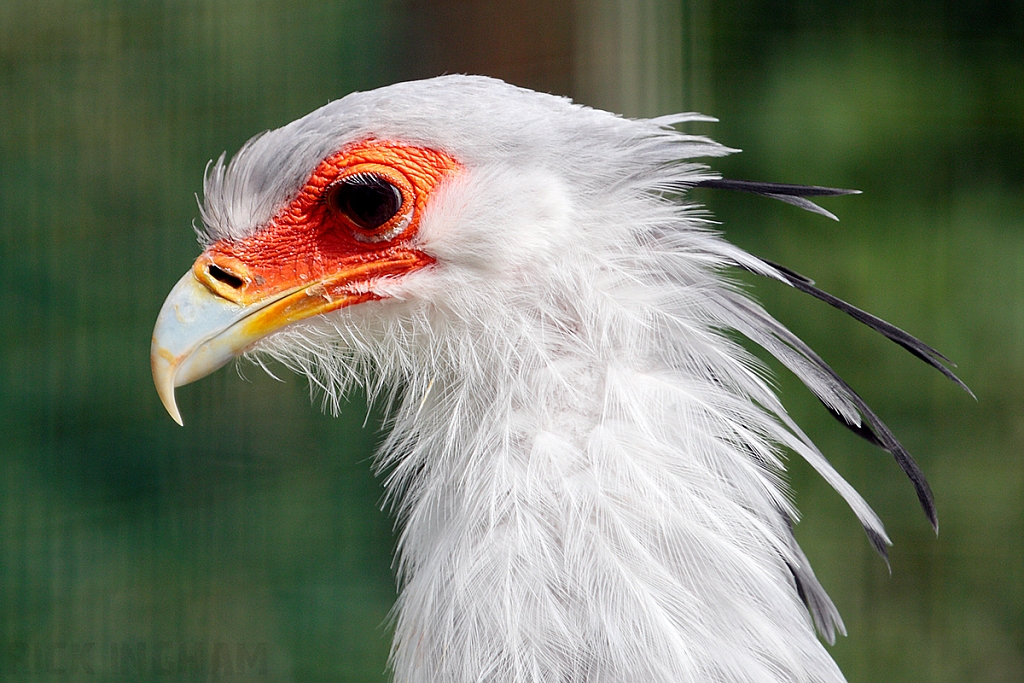 Secretary Bird