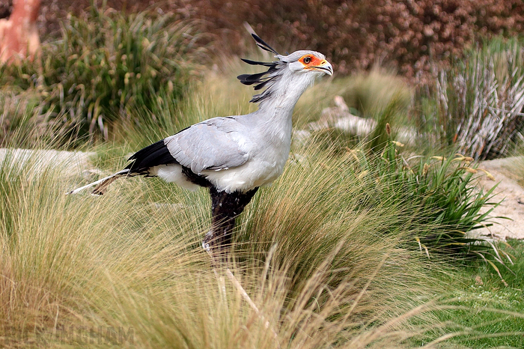 Secretary Bird