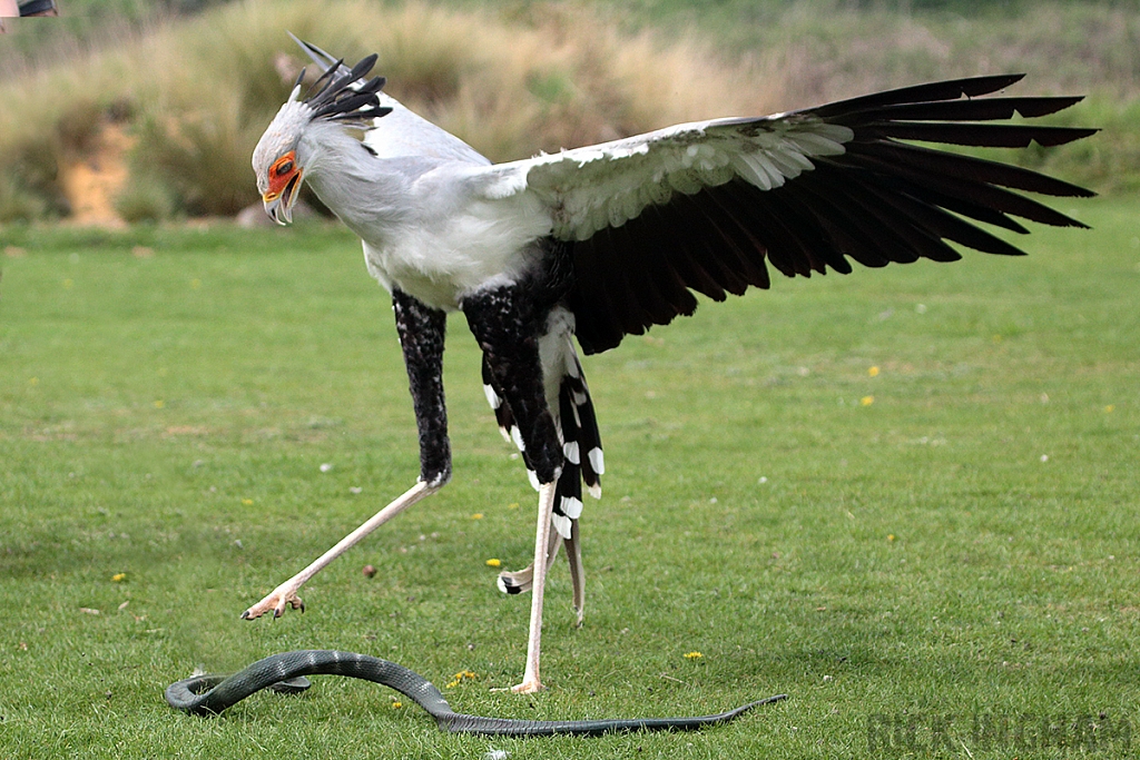 Secretary Bird