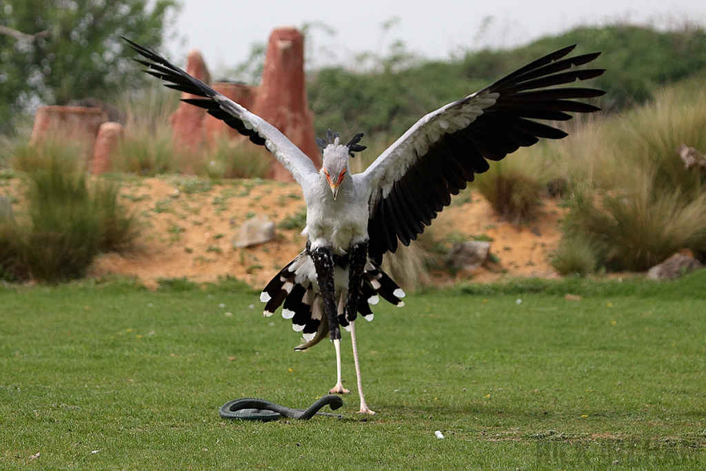 Secretary Bird