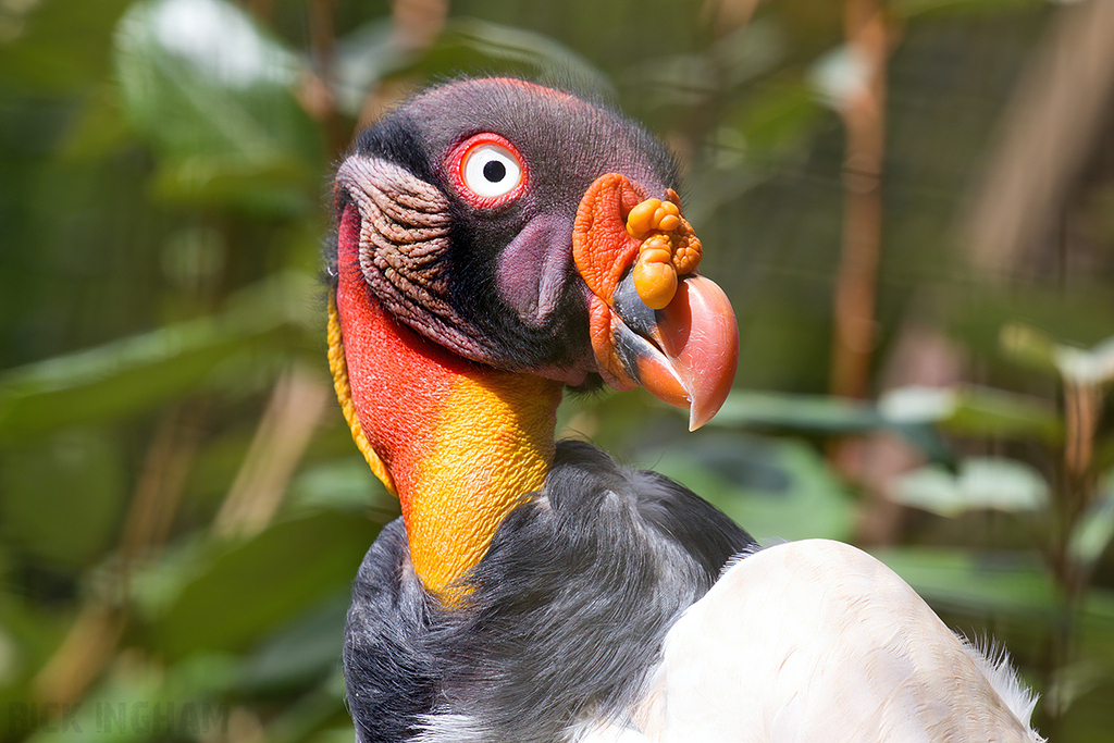 King Vulture