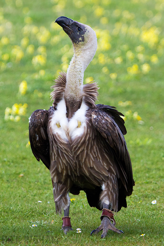 White Backed Vulture