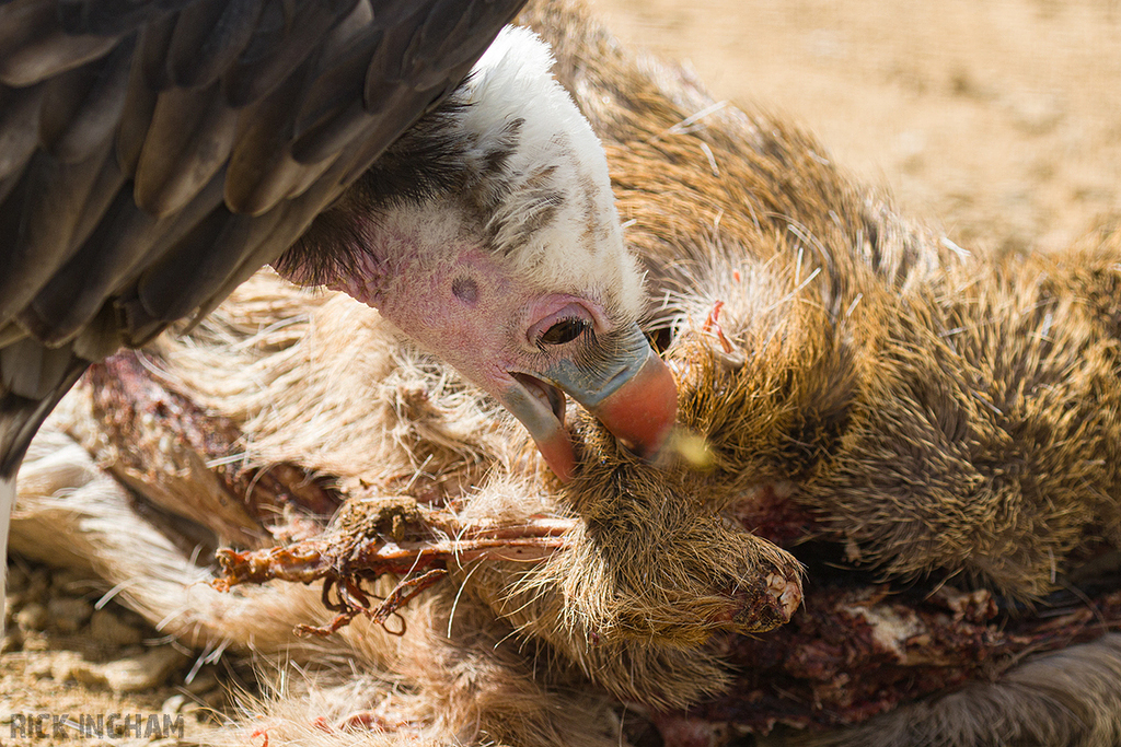 White Headed Vulture