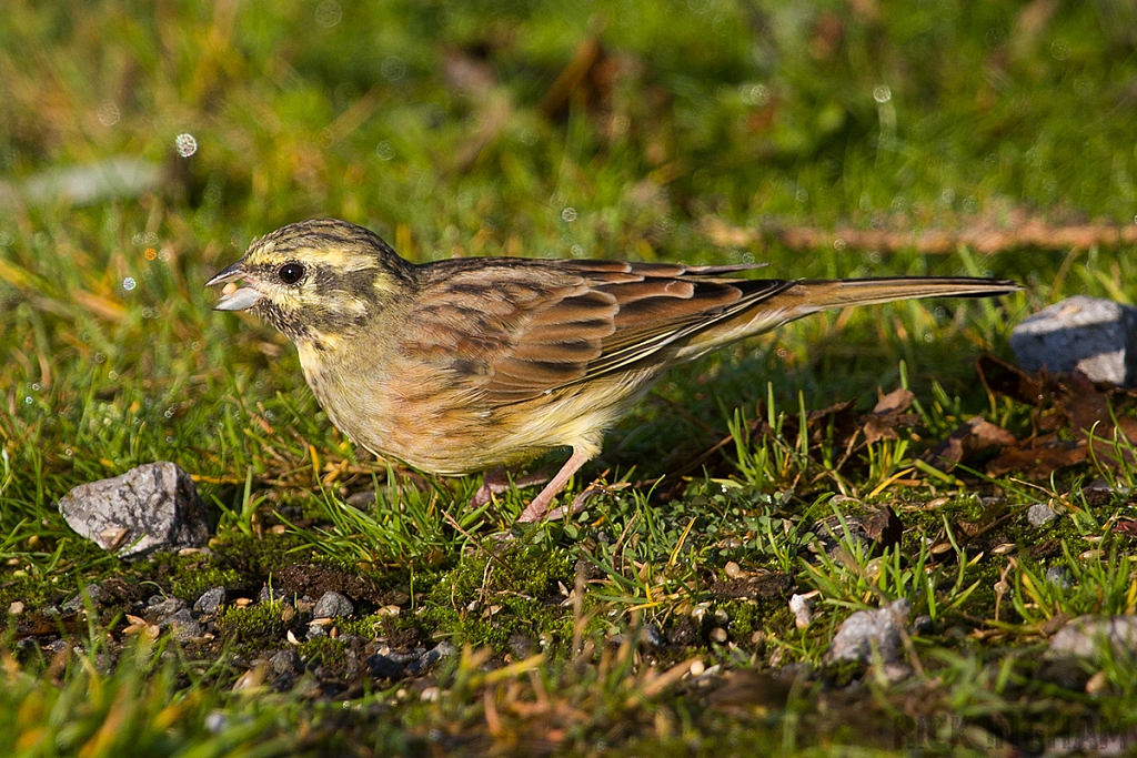 Cirl Bunting | Male