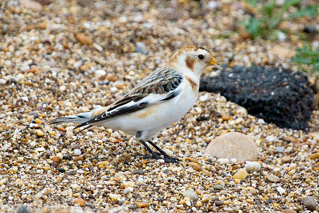 Snow Bunting | Male