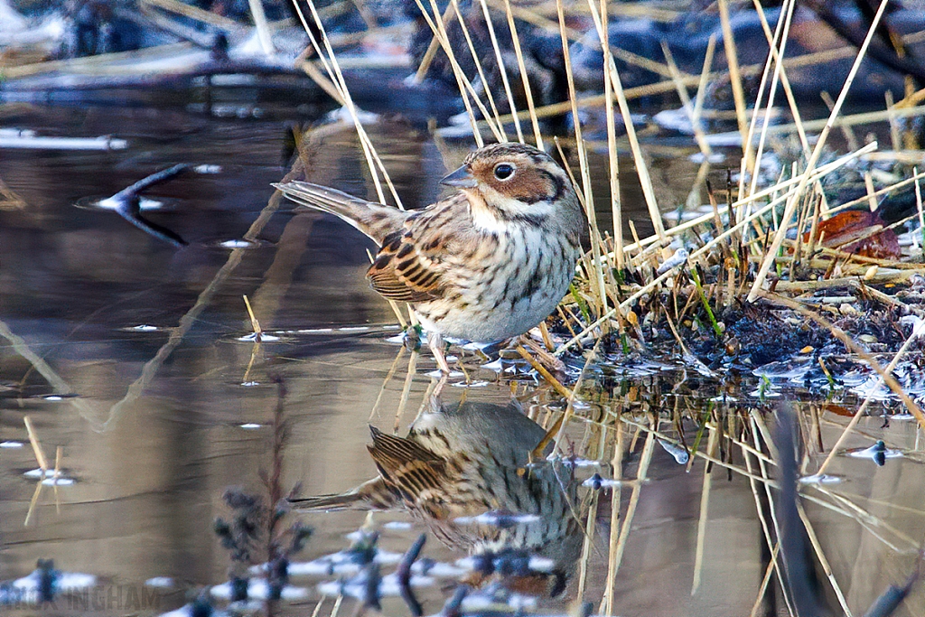Little Bunting