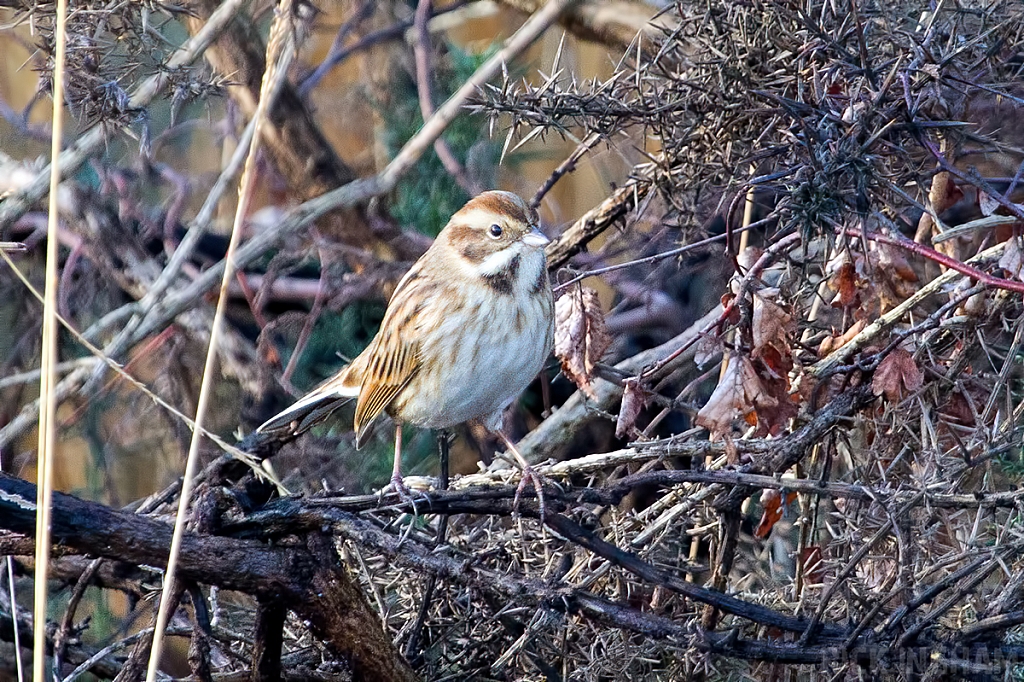Reed Warbler