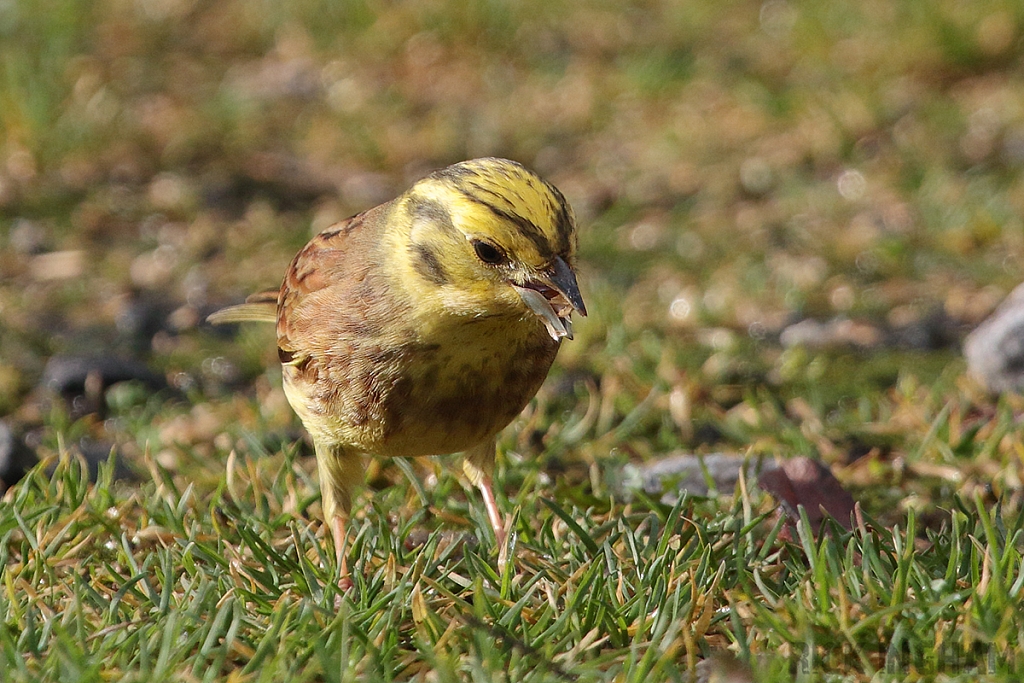 Yellowhammer | Female
