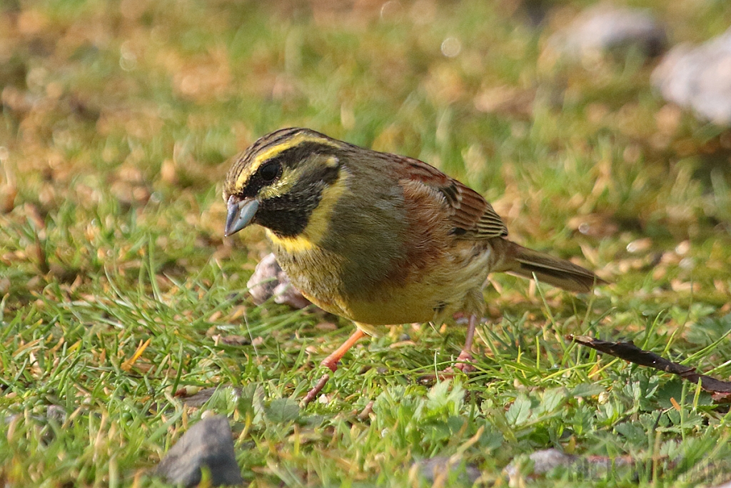 Cirl Bunting