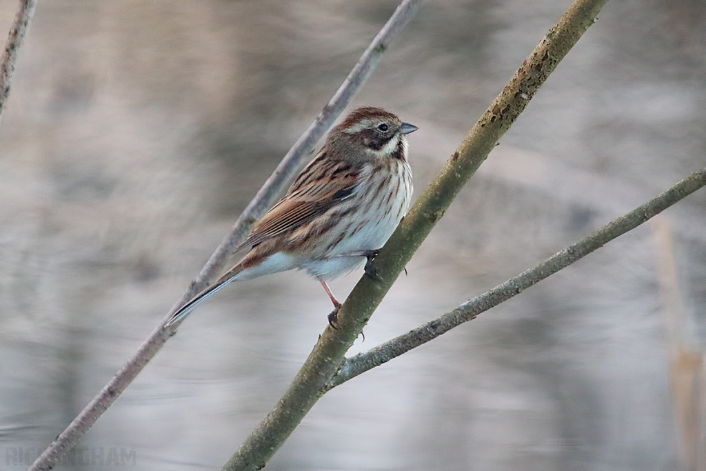 Reed Bunting | Female