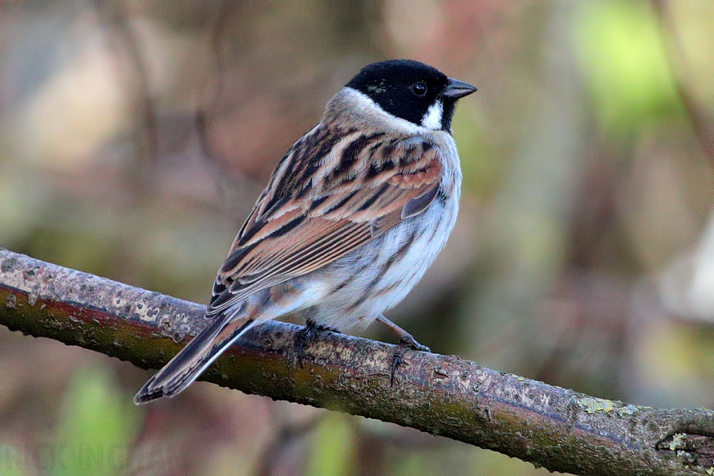 Reed Bunting | Male