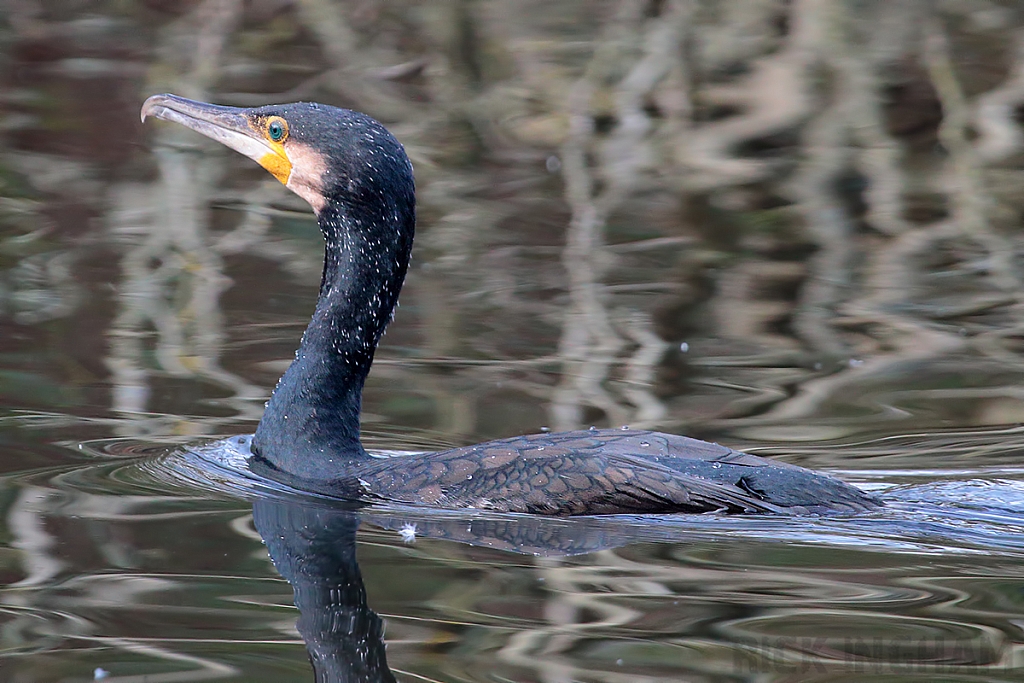 Cormorant