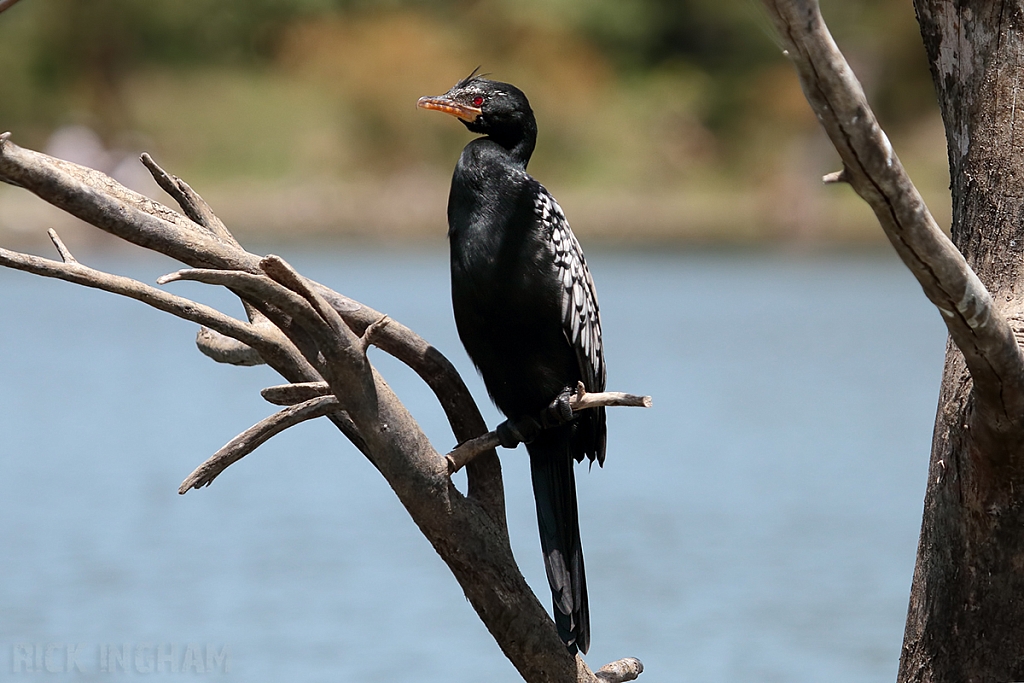 Long Tailed Cormorant