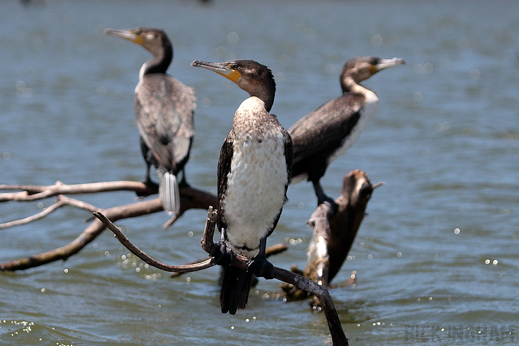 White Breasted Cormorant