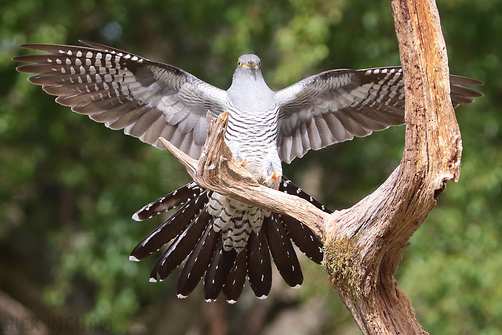 Common Cuckoo | Male