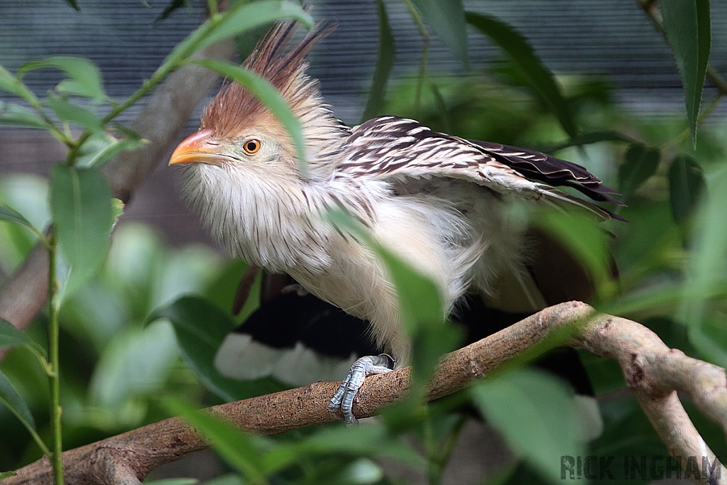 Guira Cuckoo