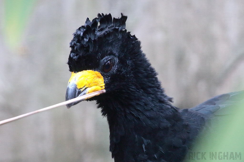 Bare-faced Curassow