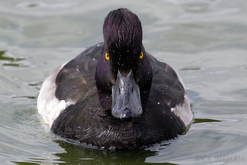 Tufted Duck | Male