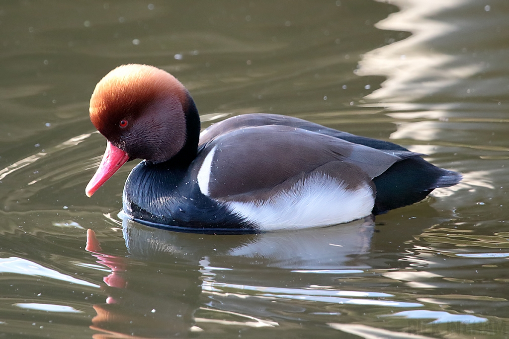 Red Crested Pochard