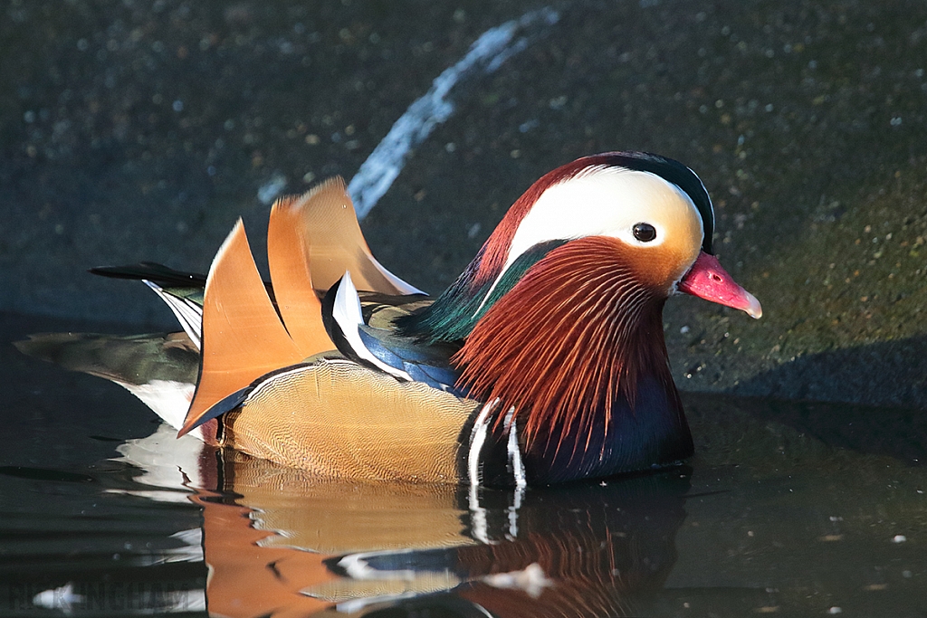 Mandarin Duck