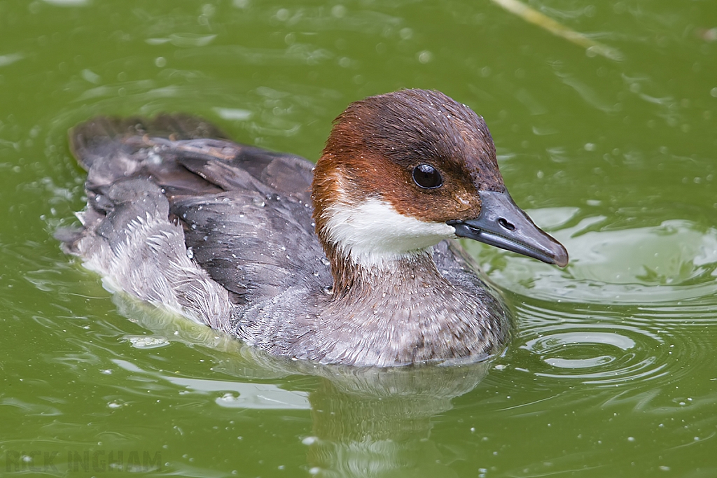 Smew | Juvenile Female