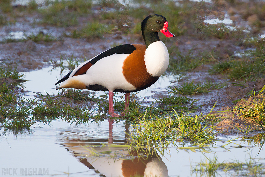 Shelduck