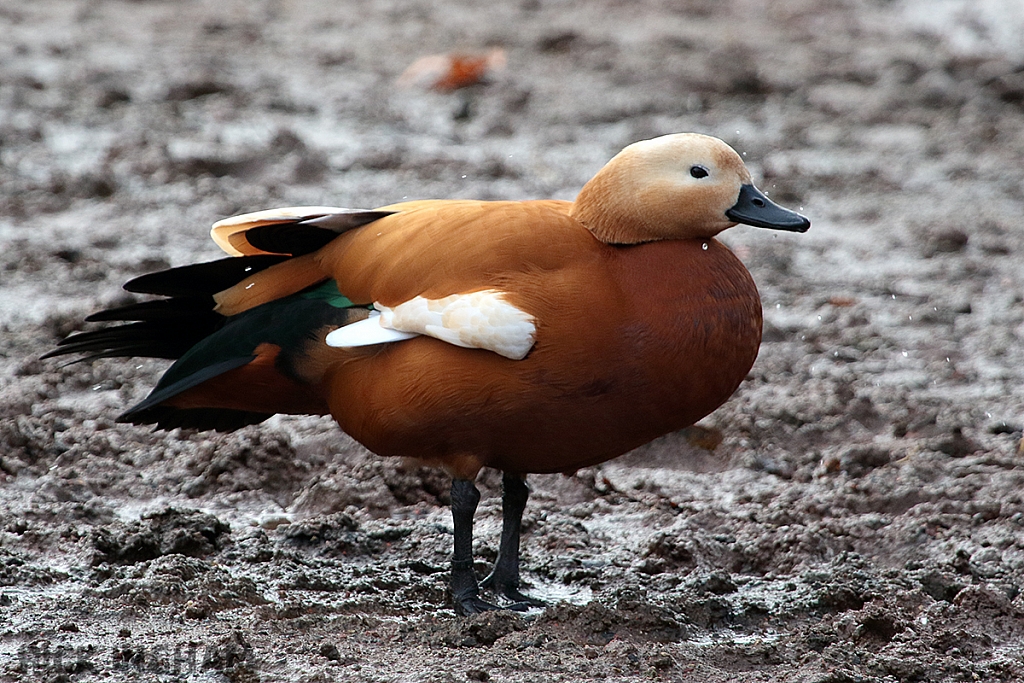 Ruddy Shelduck
